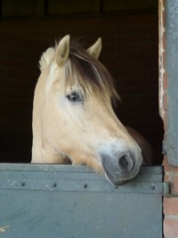 Arion